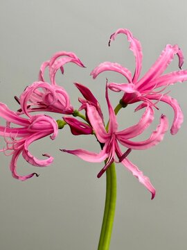 Pink fresh nerine (guernsey lily) flower on the gray background