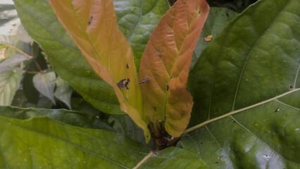 Leaf macro illustration photo
