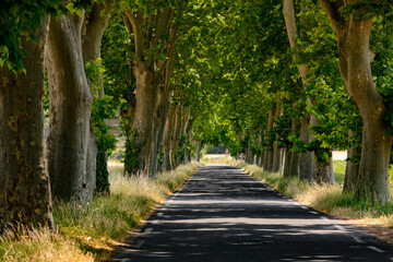 Road with big trees in France