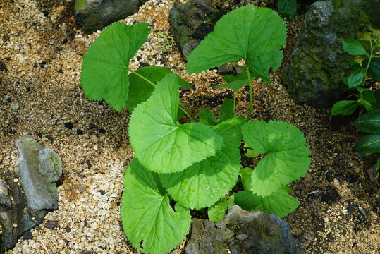 Ligularia stenocephala, Gondalbi, Korean wild herb rich in calcium and flavonoids with anticancer and digestive benefits