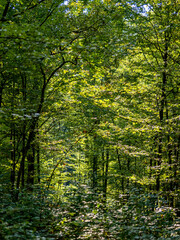 Zugewachsener Waldweg