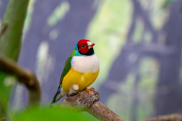 Gouldian finch sitting on a branch, close-up