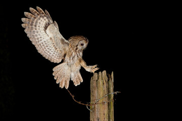 Tawny Owl