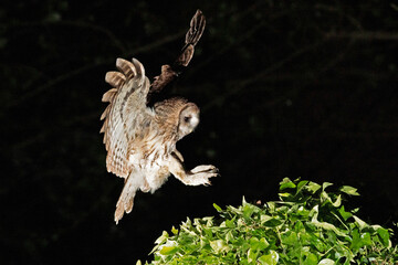 TAwny Owl