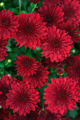 Beautiful dark red, burgundy koreean garden chrysanthemum flowers in full autumn bloom, in fall garden, creating bright seasonal floral background, wallpaper