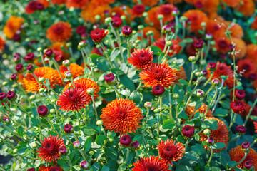 Colorful red and orange korean garden chrysanthemum flower bushes blooming in autumn garden, glowing under sunlight. Fall background, floral wallpaper