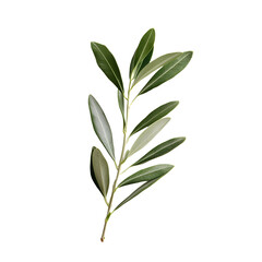 Fresh Olive Branch Sprig on White Background for Design Projects