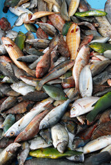 Poissons sur les étales du marché le long du Port de Marseille, Département des Bouches-du-Rhône, France