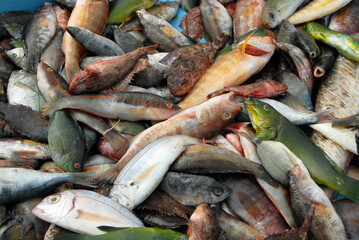 Poissons sur les étales du marché le long du Port de Marseille, Département des Bouches-du-Rhône, France