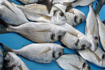Poissons sur les étales du marché le long du Port de Marseille, Département des Bouches-du-Rhône, France