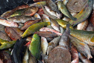 Poissons sur les étales du marché le long du Port de Marseille, Département des Bouches-du-Rhône, France