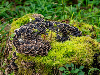 Baumpilze auf einem moosigen Baumstumpf