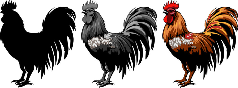 Set of colorful free range male rooster isolated on white background.rooster isolated on white background. cute rooster
