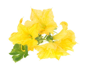 A vibrant autumn of yellow pumpkin flowers on isolated white background