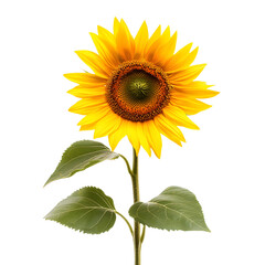 Fototapeta premium Bright Sunflower Isolated on White Background for Professional Designs