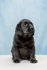 a Labrador retriever puppy	
