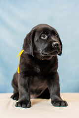 a Labrador retriever puppy	
