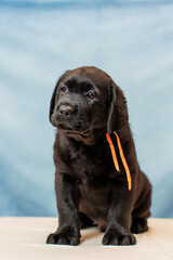 a Labrador retriever puppy	
