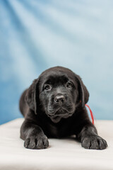 a Labrador retriever puppy	
