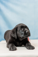 a Labrador retriever puppy	
