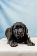 a Labrador retriever puppy	
