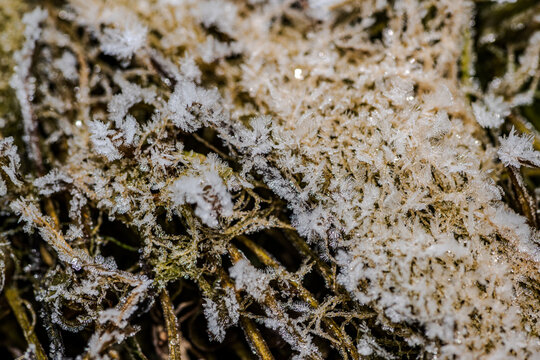 Eisige Frostblumen auf gr&uuml;nen Pflanzen im fr&uuml;hen Morgenlicht