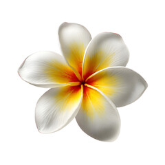 Elegant White Plumeria Blossom with Five Smooth Petals - High-Quality Floral Photography