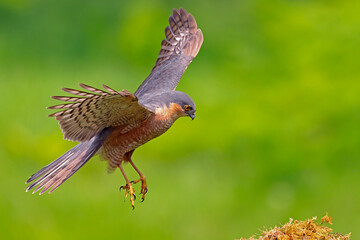 Male Sparrowhawk (Accipiter nisus)
