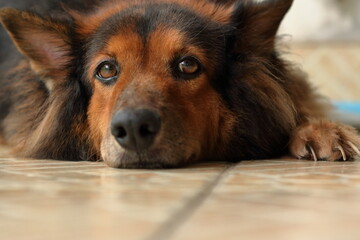 brown and black dog is lying down and looking.