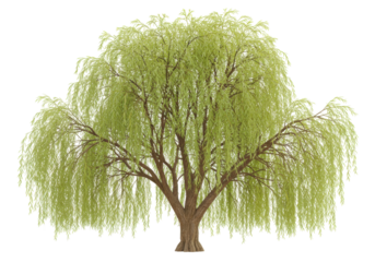 Isolated weeping willow tree, nature green spring foliage, branches, plant growth, garden