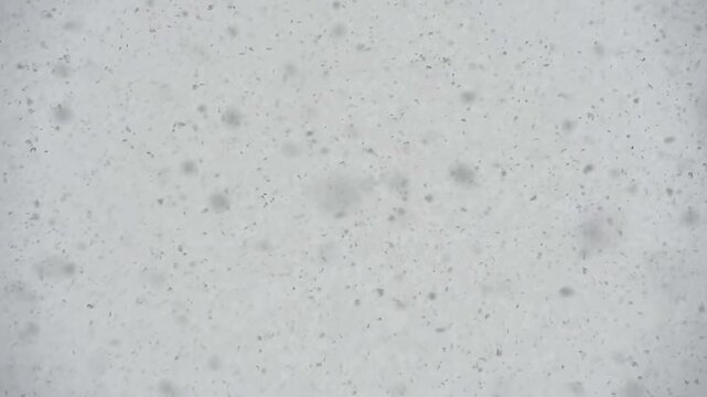 Large Flakes of Snow. Large flakes of snow slowly falling down. Slow Motion