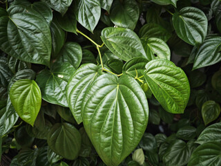 green leaves background in morning