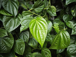 green leaves background