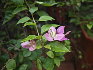 pink and white flowers