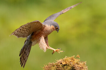 Male Sparrowhawk (Accipiter nisus)
