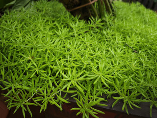 green grass in the garden