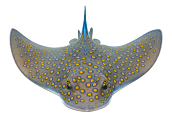 Isolated Blue Spotted Stingray, Marine Animal with Yellow Spots, Underwater Wildlife Beauty