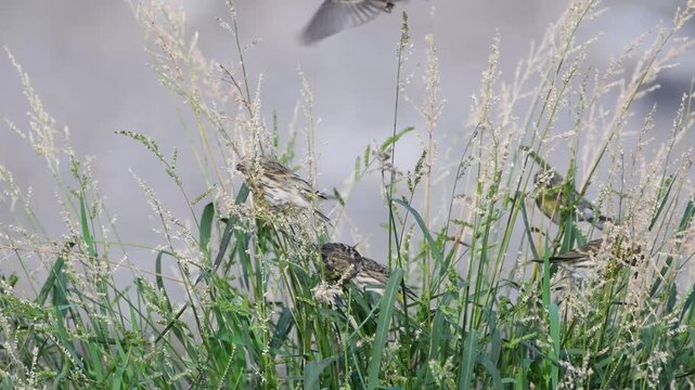 Flock of Eurasian Serin feeding on seeds