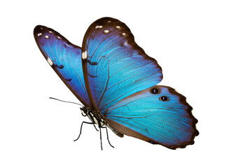 Isolated vibrant blue morpho butterfly with translucent wings, natural beauty of insect