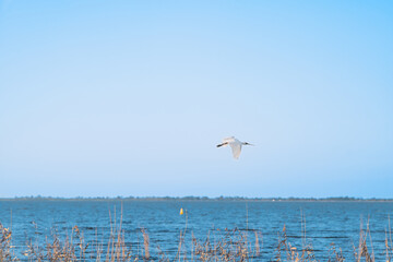 Landscape view of an egret flying over the lake against blue sky with reeds in the foreground, Lake Colac, Victoria, Australia