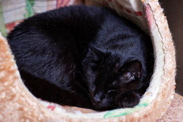 A black cat is peacefully sleeping on a large stuffed animal toy