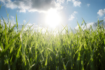 Fresh Green Grass Low Angle View with Bright Sunlight and Sky