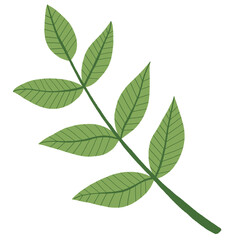 Obraz premium Green leaves