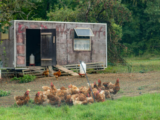 Hühner vor einem Hühnerwagen