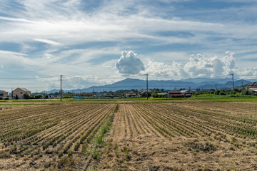収穫期の田圃風景