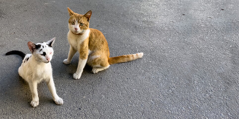 Two cats, one ginger with white and one white with black markings, sitting attentively on textured gray asphalt, space to the right, both looking curious. 