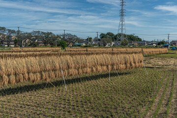 収穫期の田圃風景