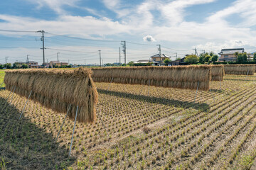 収穫期の田圃風景