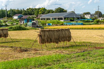 収穫期の田圃風景