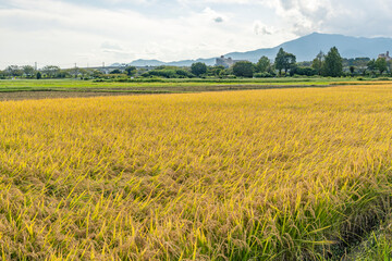 収穫期の田圃風景